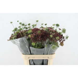 DAUCUS CAROTA DARA