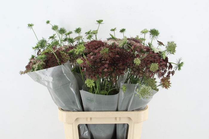 <h4>DAUCUS CAROTA DARA</h4>