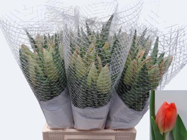 <h4>TU EN ORANGE PRIDE</h4>