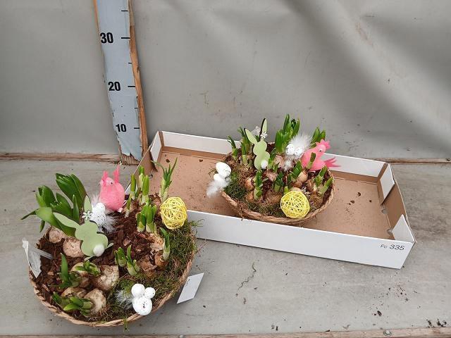 <h4>ARR BOL KNOLGEWAS</h4>