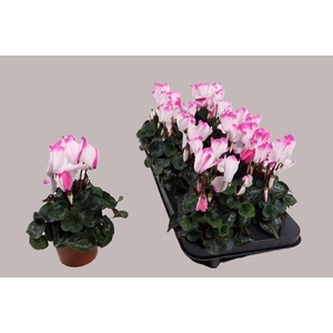 CYCL MD SUP FUSIO MI