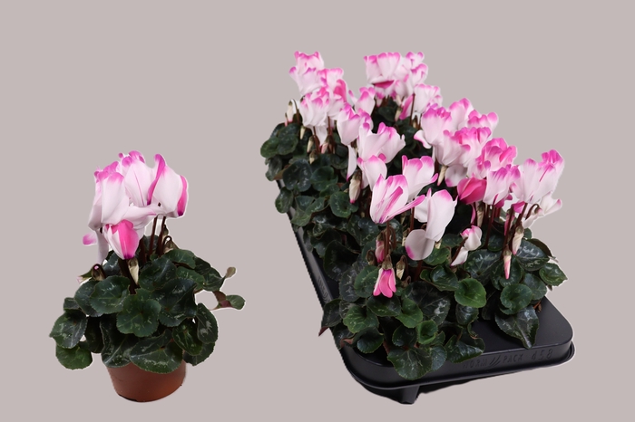 <h4>CYCL MD SUP FUSIO MI</h4>