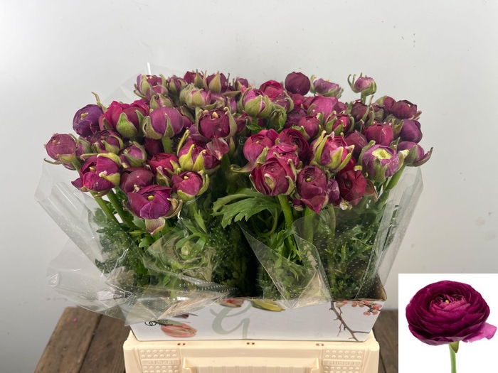 <h4>RAN EL VIOLET</h4>