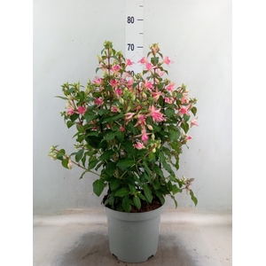 Fuchsia  'Walz Jubelteen'