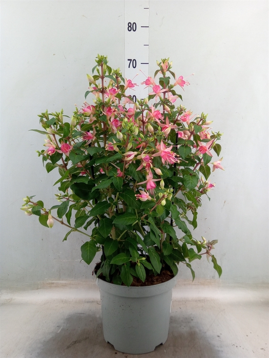 <h4>Fuchsia  'Walz Jubelteen'</h4>