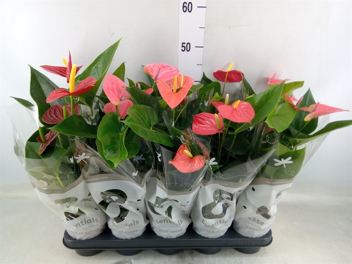 <h4>Anthurium   ...mix 4</h4>