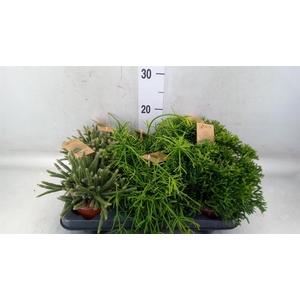 Rhipsalis   ...mix