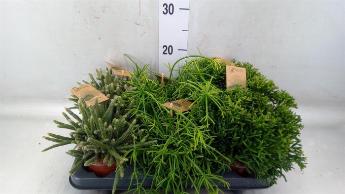 <h4>Rhipsalis   ...mix</h4>