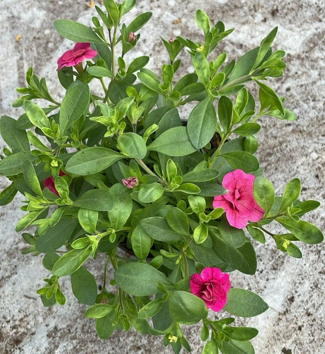 <h4>Calibrachoa MiniFamous® Double Pinkmania</h4>