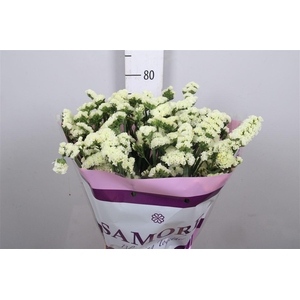 Lim S Yellow Sun Bird