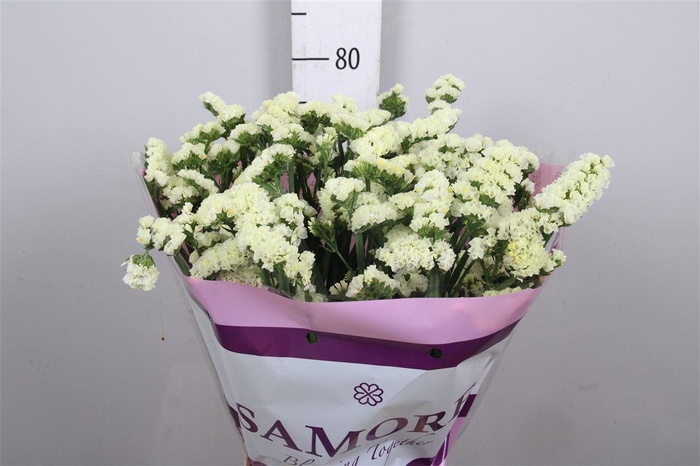 <h4>Lim S Yellow Sun Bird</h4>