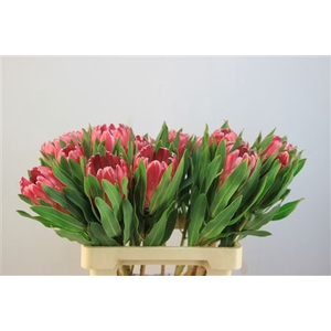 Protea Penny Pink