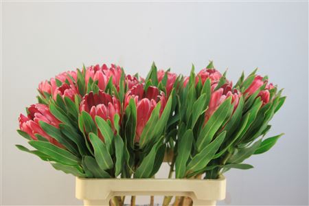 <h4>Protea Penny Pink</h4>