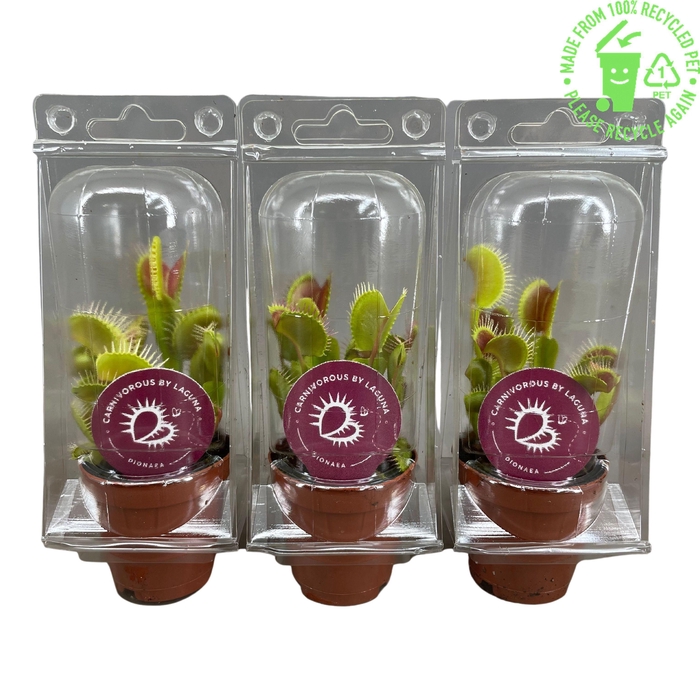 <h4>Dionaea Muscipula 5,5 cm in transparante blister</h4>