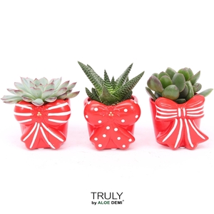 TRULY Succulent, Bow