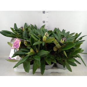 Rhododendron   ...