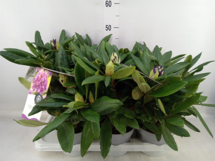 <h4>Rhododendron   ...</h4>