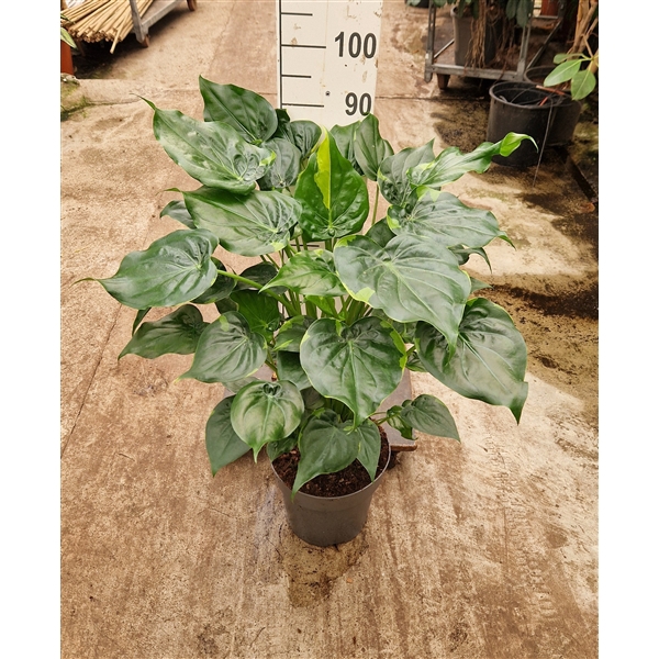 <h4>Alocasia Cucullata variegata op stam</h4>