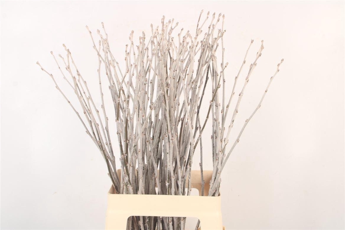 <h4>Populus Alba</h4>