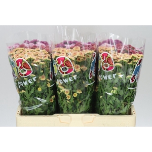 Sant Mad Tiolo Mixed