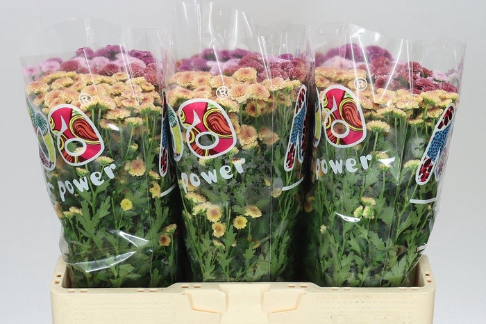 <h4>Sant Mad Tiolo Mixed</h4>