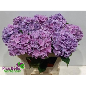 HYDR M ROYAL BENEFIT