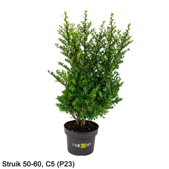Ilex crenata 'Dark Green' bush 40-60cm