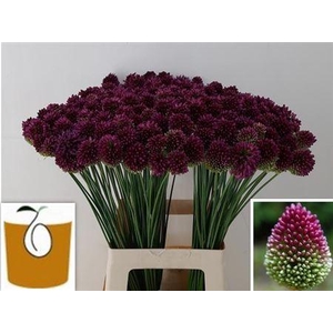 Allium Sphaerocephal