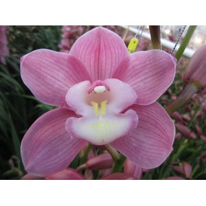 Cymbidium Marita 80 cm X2