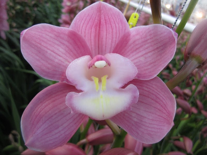 <h4>Cymbidium Marita 80 cm X2</h4>