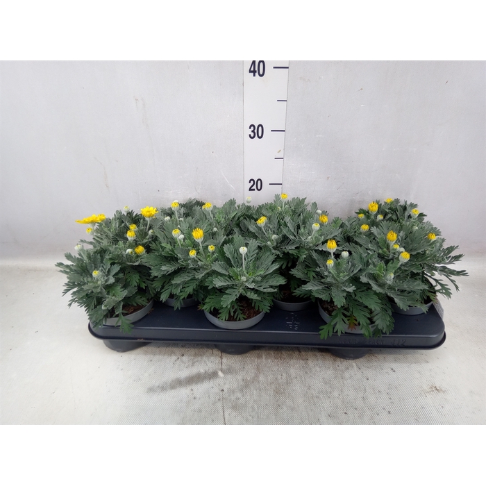 <h4>Euryops  'Double Silver Star'</h4>