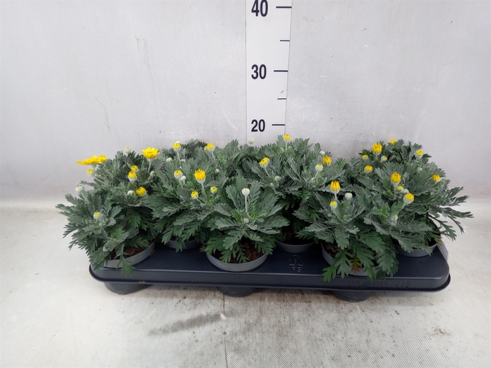 <h4>Euryops  'Double Silver Star'</h4>