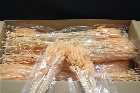 <h4>Lagurus Salmon X30</h4>