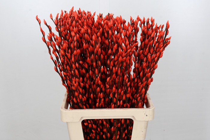 <h4>Salix Caprea Snow Flake P. Orange</h4>