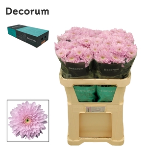 Chrysanten Chr G Petrushka