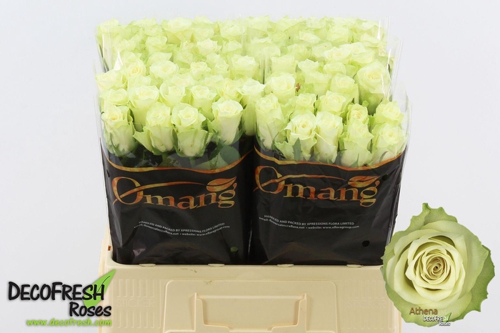 <h4>R Gr Athena</h4>