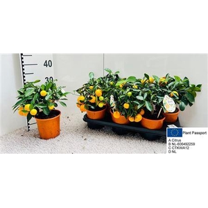 Citr Microcarpa 4+