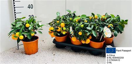 <h4>Citr Microcarpa 4+</h4>