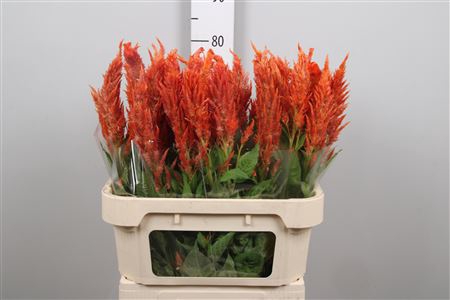 <h4>Cel P Sunday Orange</h4>