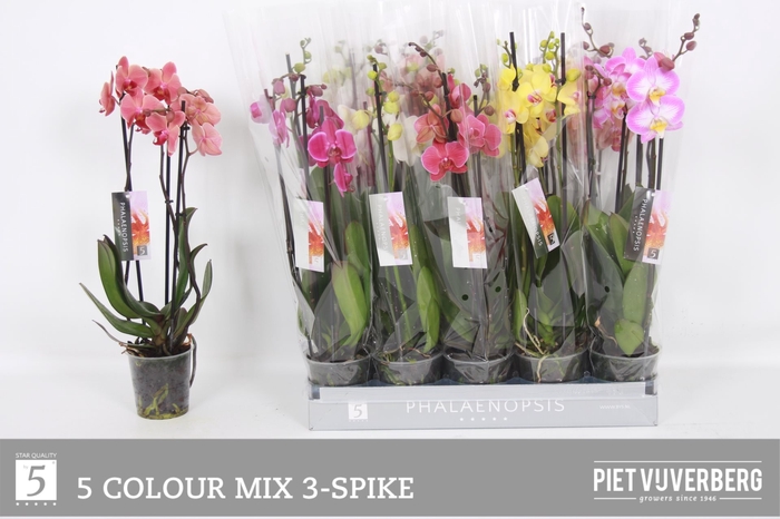 <h4>PHAL GEM 5 KL</h4>