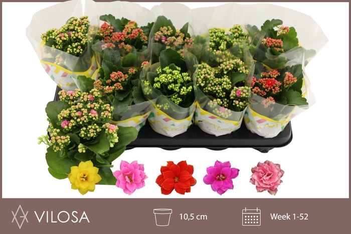 <h4>KAL GE GEM 5 KL</h4>