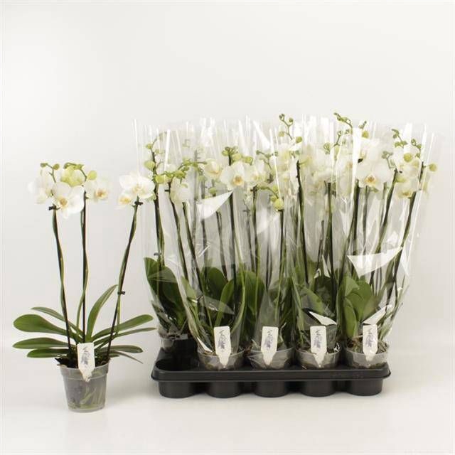 <h4>PHAL OV WIT</h4>