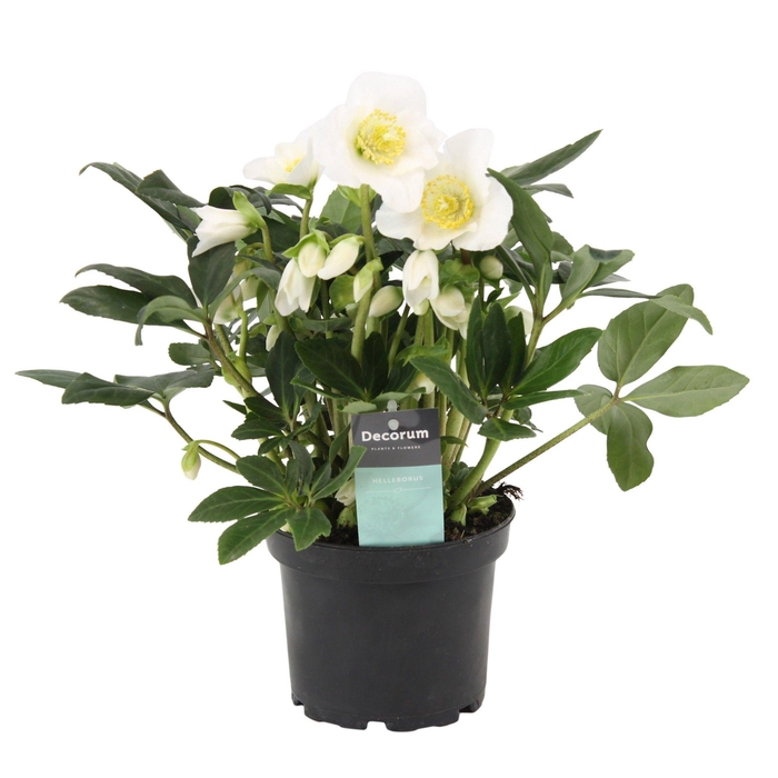 <h4>Helleborus Arthur Decorum</h4>