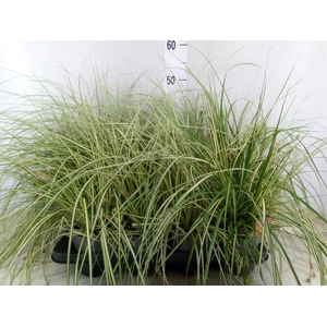 Carex hachijoensis 'Evergold'