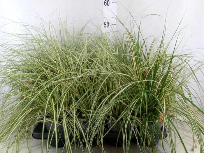 <h4>Carex hachijoensis 'Evergold'</h4>