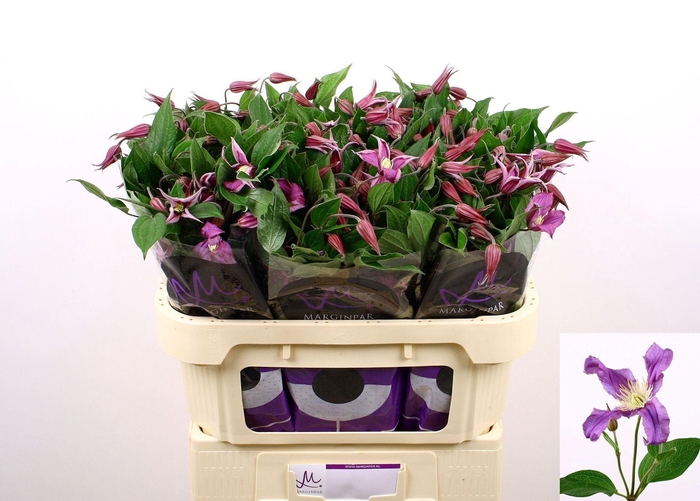 <h4>CLEMATIS INTEGRIF. 'AMAZING ROME'</h4>