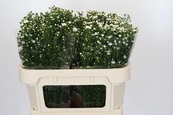 <h4>Aster Paquita</h4>