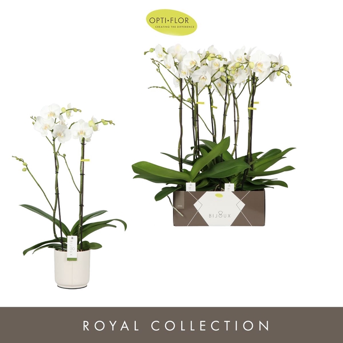 <h4>Phalaenopsis wit meer takken</h4>