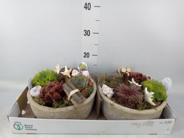 <h4>Arr.  Sempervivum L%</h4>