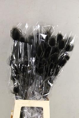 Df Dipsacus Black Bs 130g